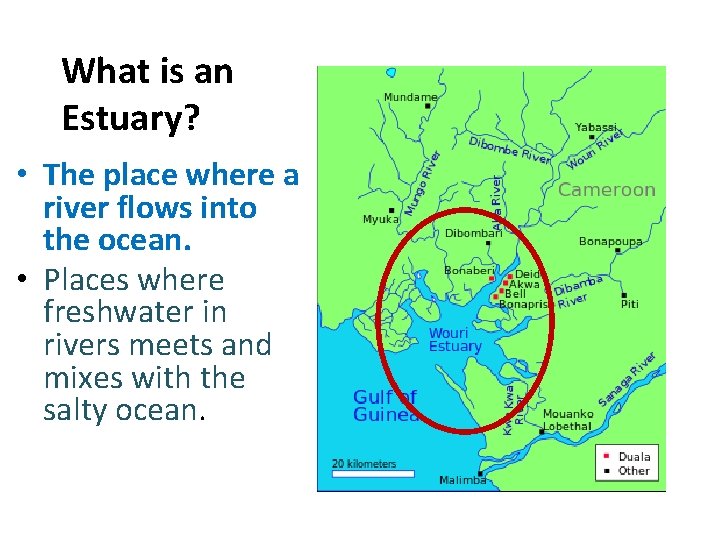 What is an Estuary? • The place where a river flows into the ocean.