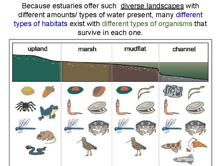 Because estuaries offer such diverse landscapes with different amounts/ types of water present, many
