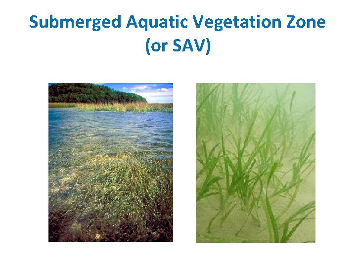 Structure characteristics of an Estuary What abiotic factors