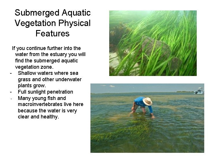 Structure characteristics of an Estuary What abiotic factors