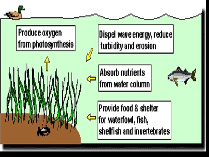 Submerged Aquatic Zone 