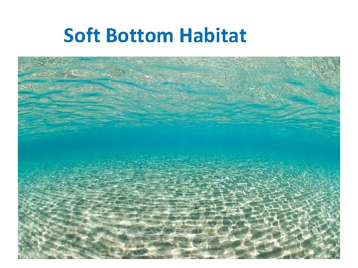Soft Bottom Habitat 