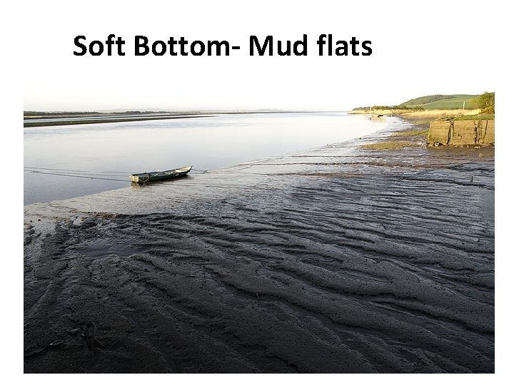 Soft Bottom- Mud flats 