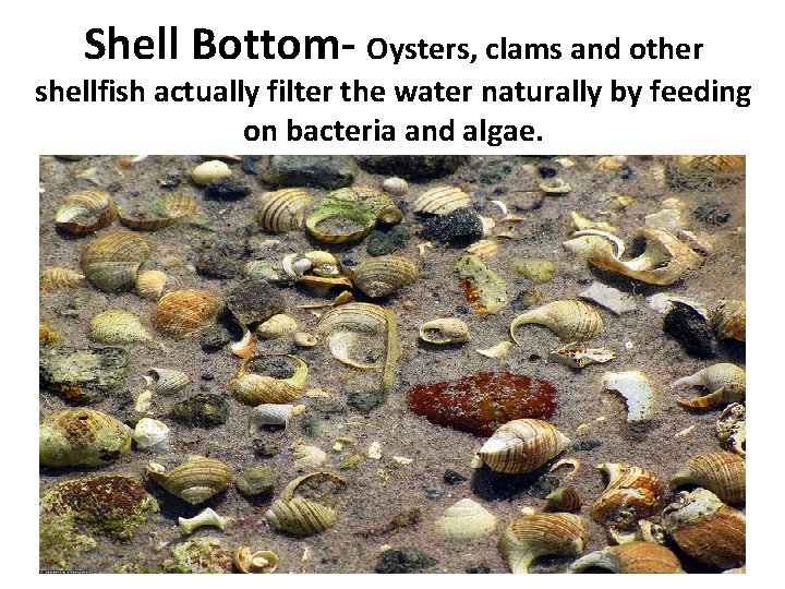 Shell Bottom- Oysters, clams and other shellfish actually filter the water naturally by feeding