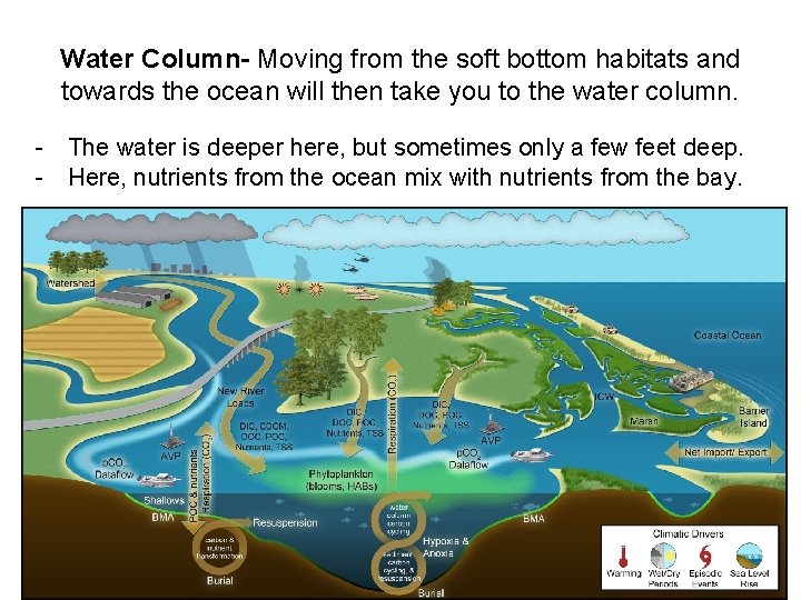 Water Column- Moving from the soft bottom habitats and towards the ocean will then
