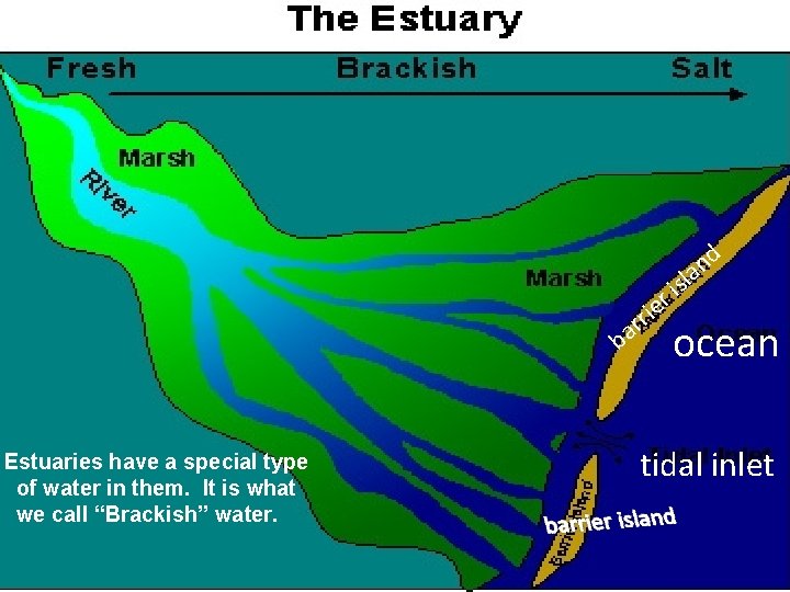 e s i r ri r a b Estuaries have a special type of