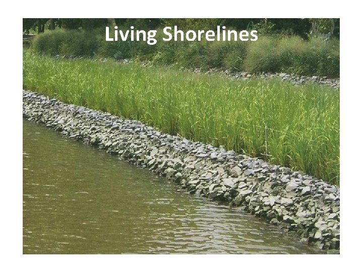 Living Shorelines 