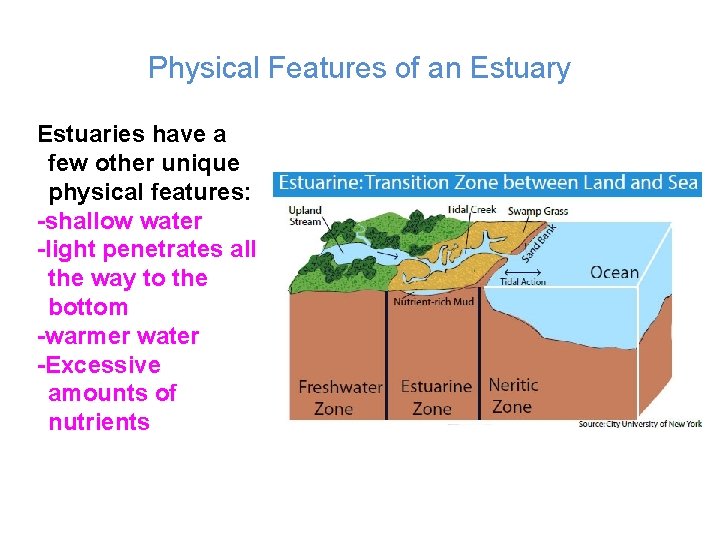 Physical Features of an Estuary Estuaries have a few other unique physical features: -shallow