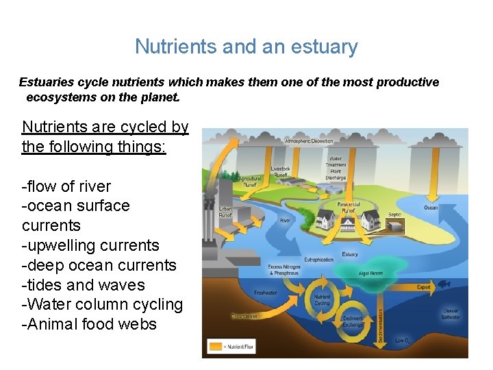 Nutrients and an estuary Estuaries cycle nutrients which makes them one of the most