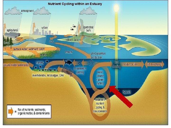 Nutrient Cycling within an Estuary 