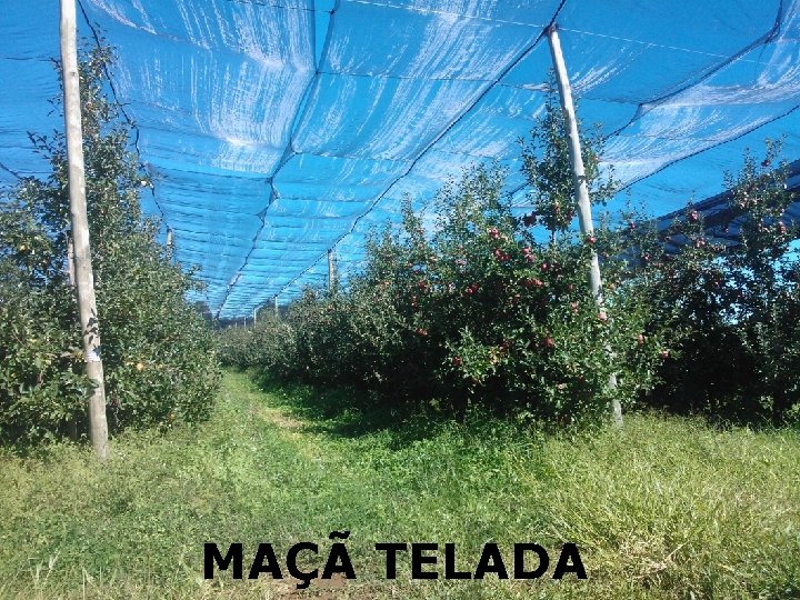 Seguro de Frutas MONTAGEM DO SEGURO O produtor define (I. S. ): I. S. Seguro de Frutas MONTAGEM DO SEGURO O produtor define (I. S. ): I. S.