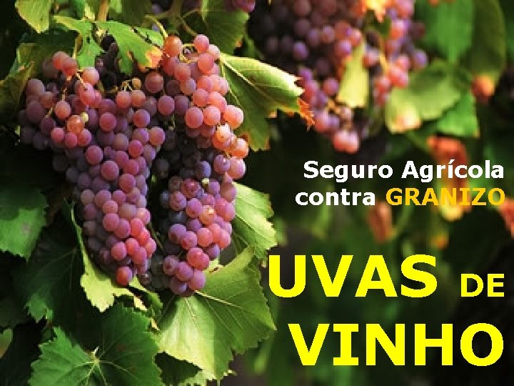 Seguro Agrícola contra GRANIZO UVAS DE VINHO Seguro Agrícola contra GRANIZO UVAS DE VINHO