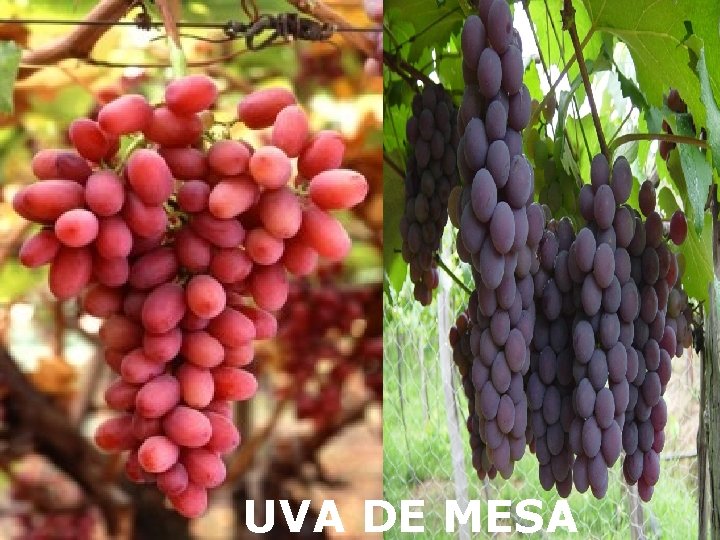 Seguro Agrícola contra GRANIZO UVAS DE MESA UVA DE MESA Seguro Agrícola contra GRANIZO UVAS DE MESA UVA DE MESA
