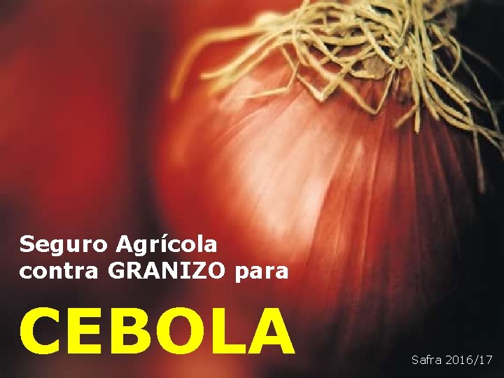 Seguro Agrícola contra GRANIZO para CEBOLA Safra 2016/17 Seguro Agrícola contra GRANIZO para CEBOLA Safra 2016/17