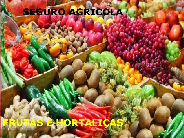 SEGURO AGRICOLA FRUTAS E HORTALIÇAS SEGURO AGRICOLA FRUTAS E HORTALIÇAS