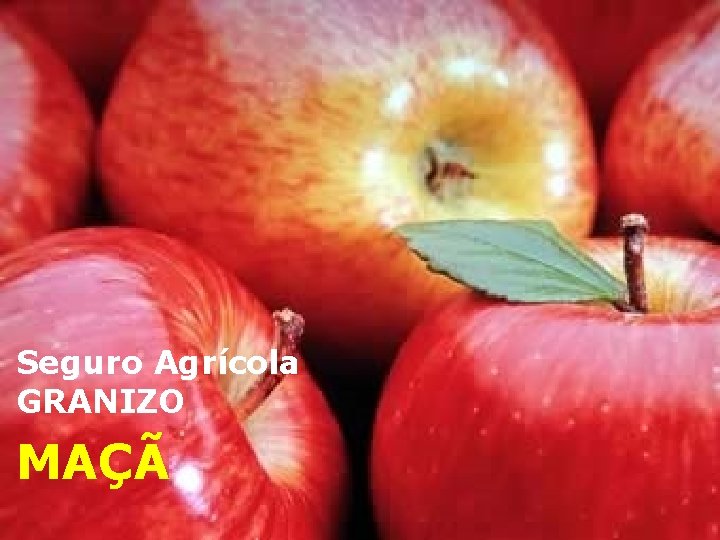 Seguro Agrícola GRANIZO MAÇÃ Seguro Agrícola GRANIZO MAÇÃ