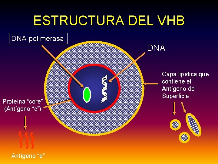 ESTRUCTURA DEL VHB DNA polimerasa DNA Proteína “core” (Antígeno “c”) Antígeno “e” Capa lipídica