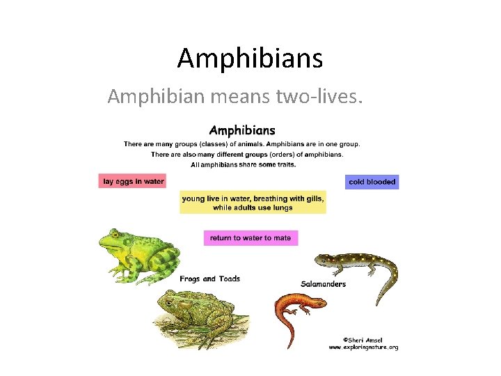 Amphibians Amphibian means two-lives. 