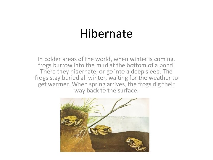 Hibernate In colder areas of the world, when winter is coming, frogs burrow into