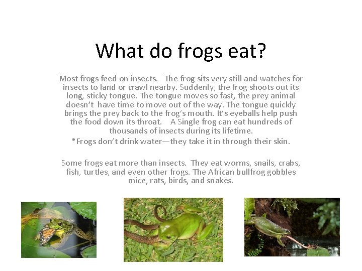 What do frogs eat? Most frogs feed on insects. The frog sits very still