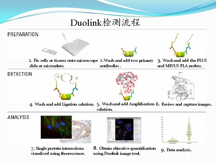 Duolink检测流程 1. Fix cells or tissues onto microscope 2. Wash and add two primary