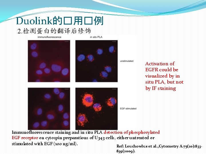 Duolink的�用�例 2. 检测蛋白的翻译后修饰 Activation of EGFR could be visualized by in situ PLA, but