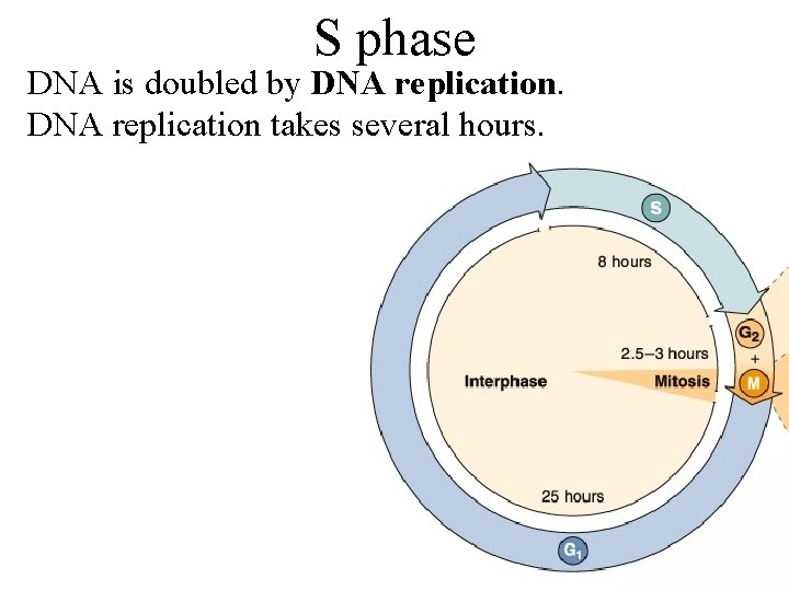 S phase DNA is doubled by DNA replication takes several hours. 