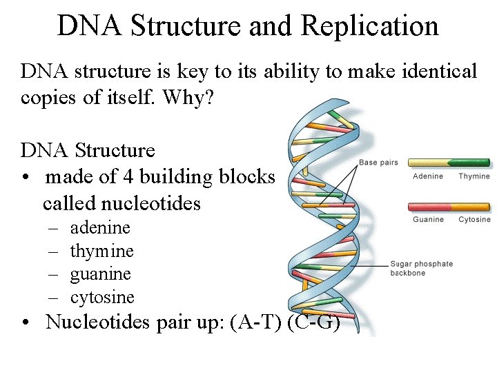 DNA Structure and Replication DNA structure is key to its ability to make identical