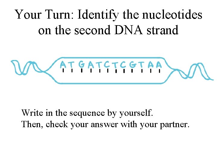 Your Turn: Identify the nucleotides on the second DNA strand Write in the sequence