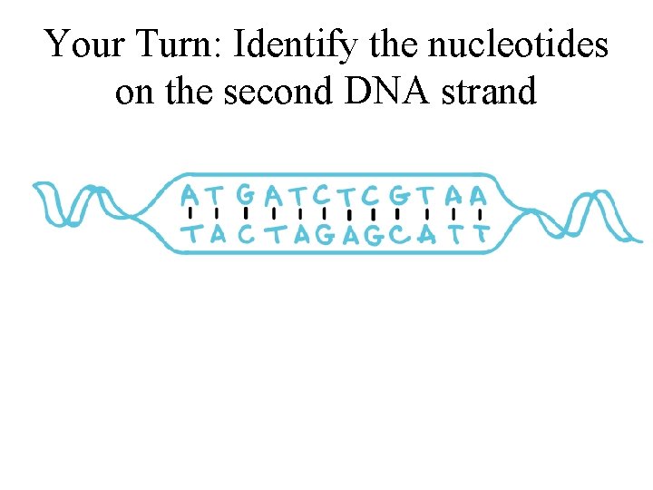Your Turn: Identify the nucleotides on the second DNA strand 