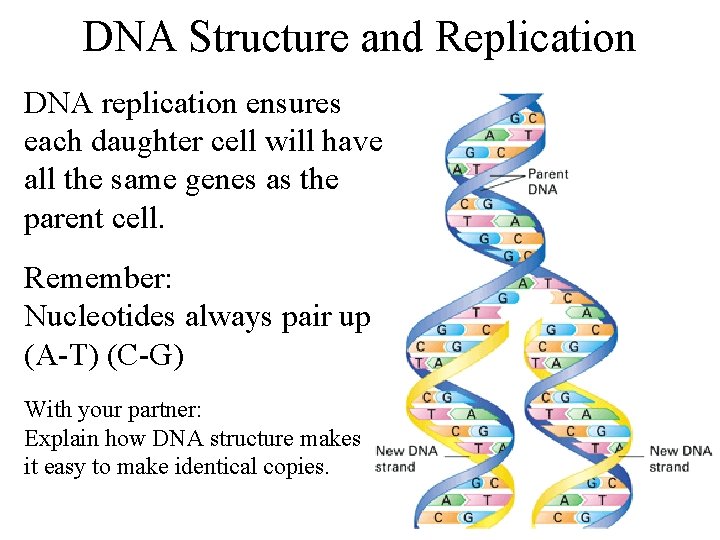 DNA Structure and Replication DNA replication ensures each daughter cell will have all the
