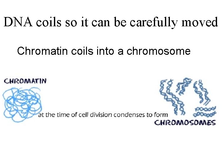 DNA coils so it can be carefully moved Chromatin coils into a chromosome 