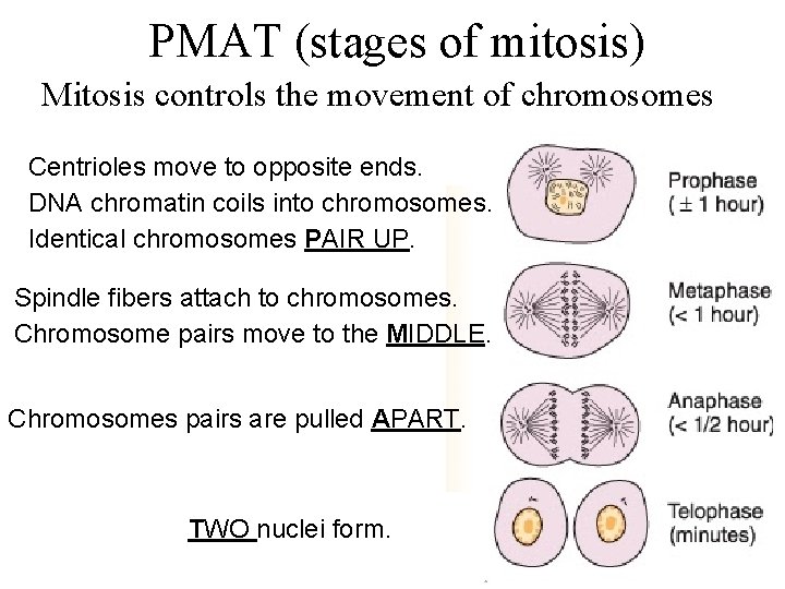 PMAT (stages of mitosis) Mitosis controls the movement of chromosomes Centrioles move to opposite