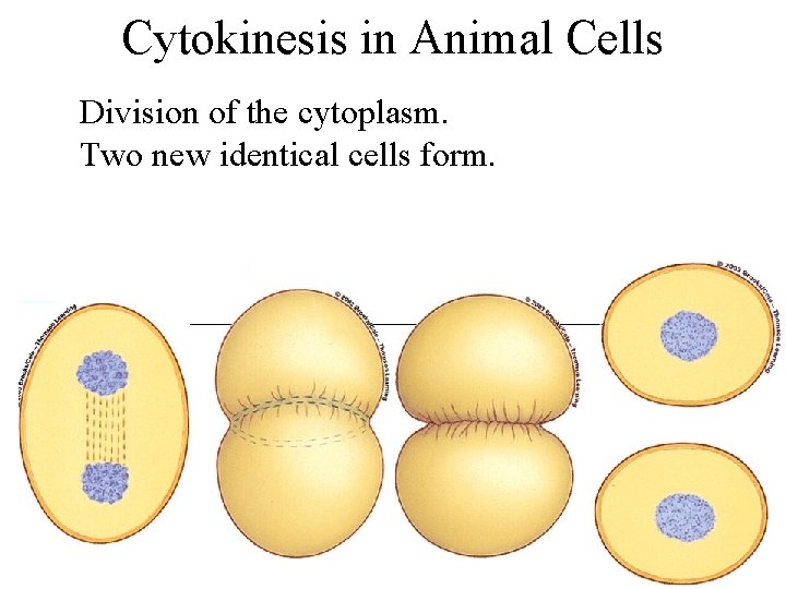 Cytokinesis in Animal Cells Division of the cytoplasm. Two new identical cells form. 