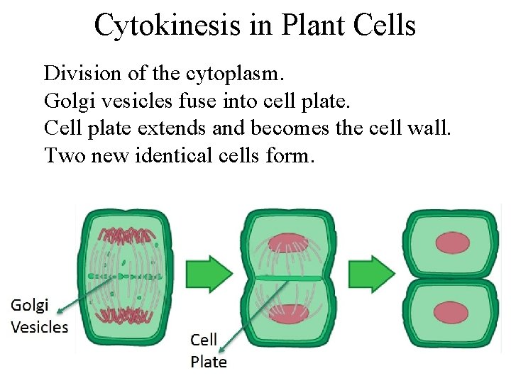 Cytokinesis in Plant Cells Division of the cytoplasm. Golgi vesicles fuse into cell plate.