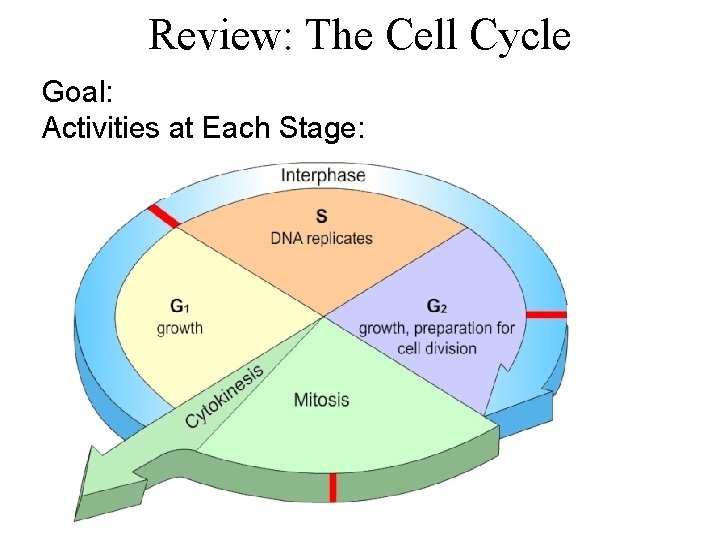 Review: The Cell Cycle Goal: Activities at Each Stage: 