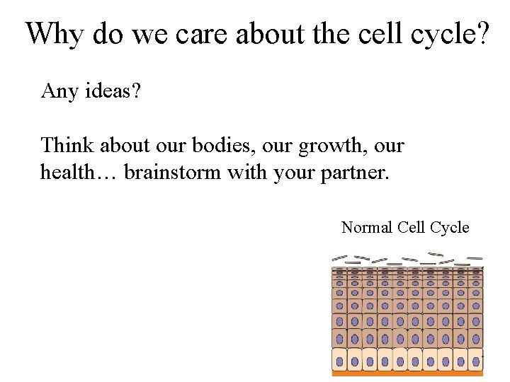 Why do we care about the cell cycle? Any ideas? Think about our bodies,