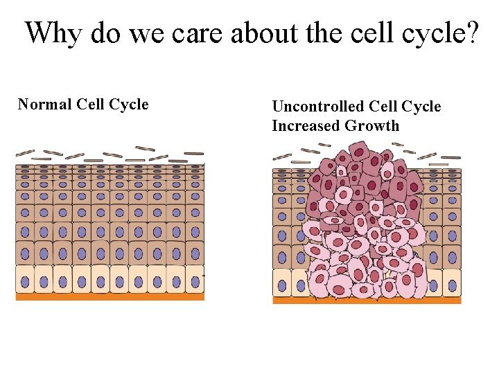 Why do we care about the cell cycle? Normal Cell Cycle Uncontrolled Cell Cycle