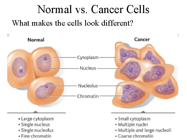 Normal vs. Cancer Cells What makes the cells look different? 