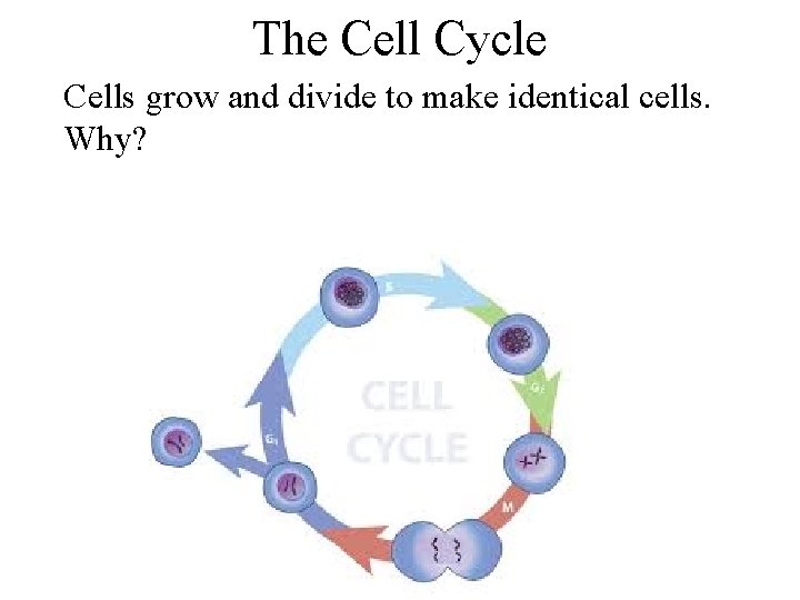 The Cell Cycle Cells grow and divide to make identical cells. Why? 