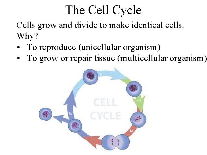 The Cell Cycle Cells grow and divide to make identical cells. Why? • To