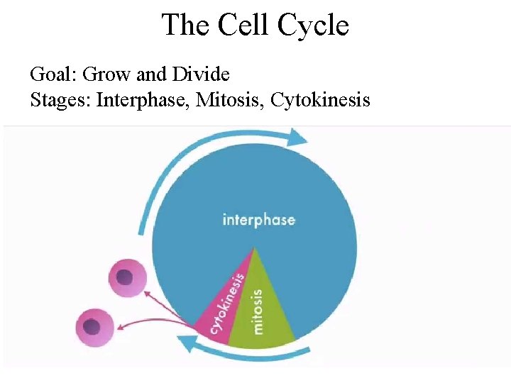 The Cell Cycle Goal: Grow and Divide Stages: Interphase, Mitosis, Cytokinesis 