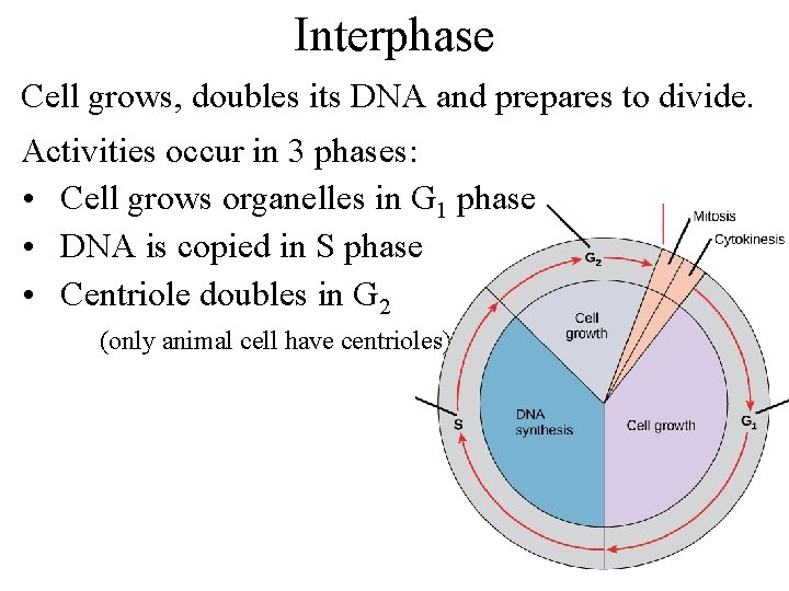 Interphase Cell grows, doubles its DNA and prepares to divide. Activities occur in 3