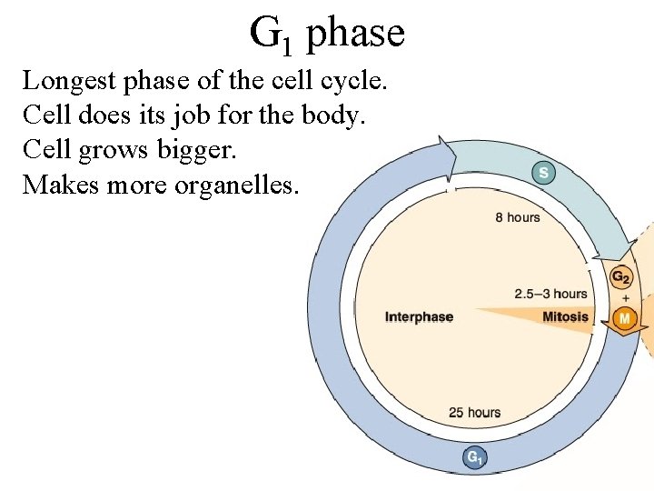 G 1 phase Longest phase of the cell cycle. Cell does its job for