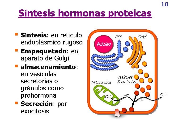 Síntesis hormonas proteicas § Síntesis: en retículo § § § endoplásmico rugoso Empaquetado: en