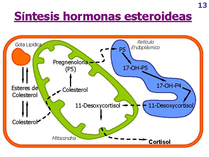 Síntesis hormonas esteroideas Gota Lipídica P 5 Pregnenolona (P 5) Esteres de Colesterol 11