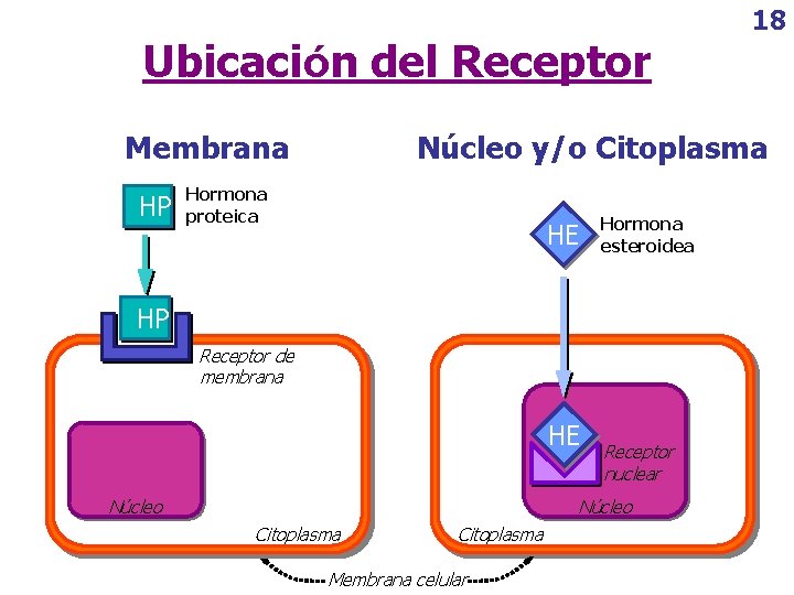 Ubicación del Receptor Membrana HP 18 Núcleo y/o Citoplasma Hormona proteica HE Hormona esteroidea