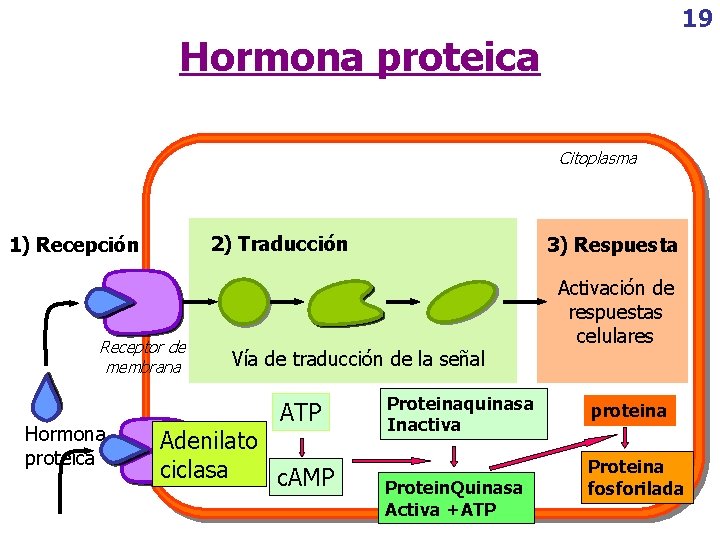 19 Hormona proteica Citoplasma 2) Traducción 1) Recepción Receptor de membrana Hormona proteica 3)