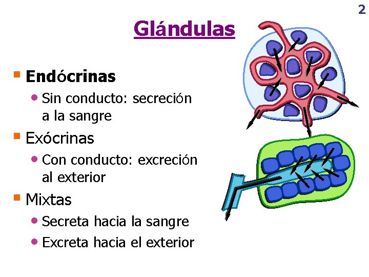 Glándulas § Endócrinas • Sin conducto: secreción a la sangre § Exócrinas • Con