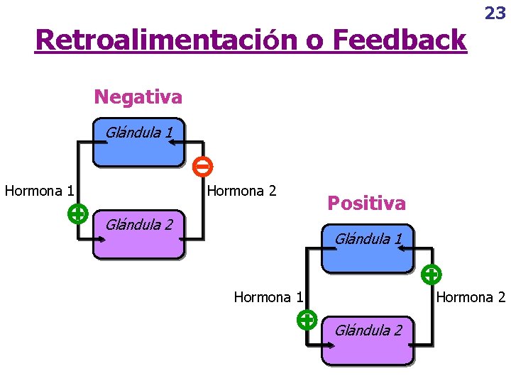 Retroalimentación o Feedback 23 Negativa Glándula 1 Hormona 2 Glándula 2 Positiva Glándula 1